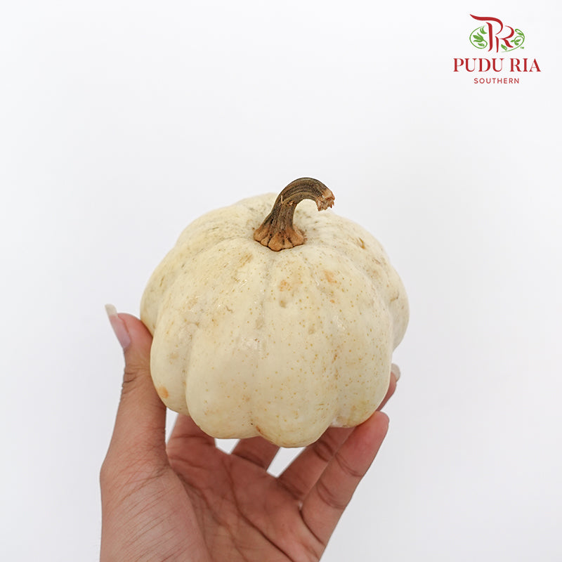 Pumpkin 观赏南瓜 - (Per Piece)