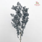 Preservative Asparagus Fern Grey