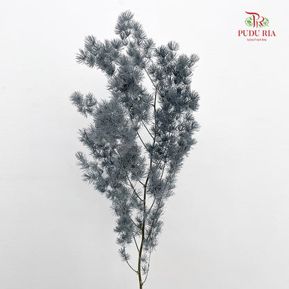 Preservative Asparagus Fern Grey