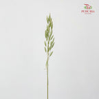 Dry Avena Sativa