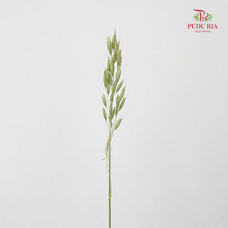Dry Avena Sativa