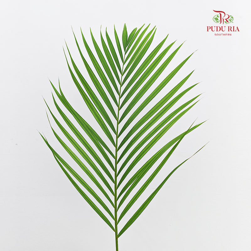 Yellow Palm Leaf (M) - (10 Stems)