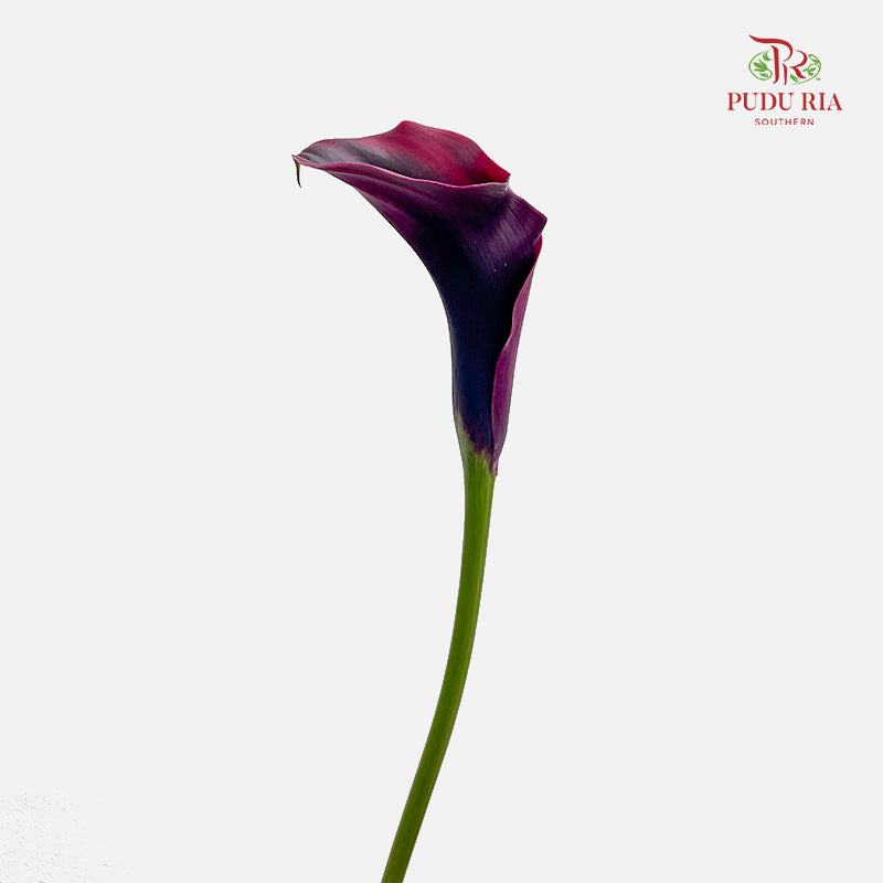 Calla Lily Purple 海芋 - (5 Stems)