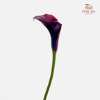 Calla Lily Purple 海芋 - (5 Stems)