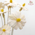 Dry Sunflower Seed Flower - White (Disk Flower Yellow)