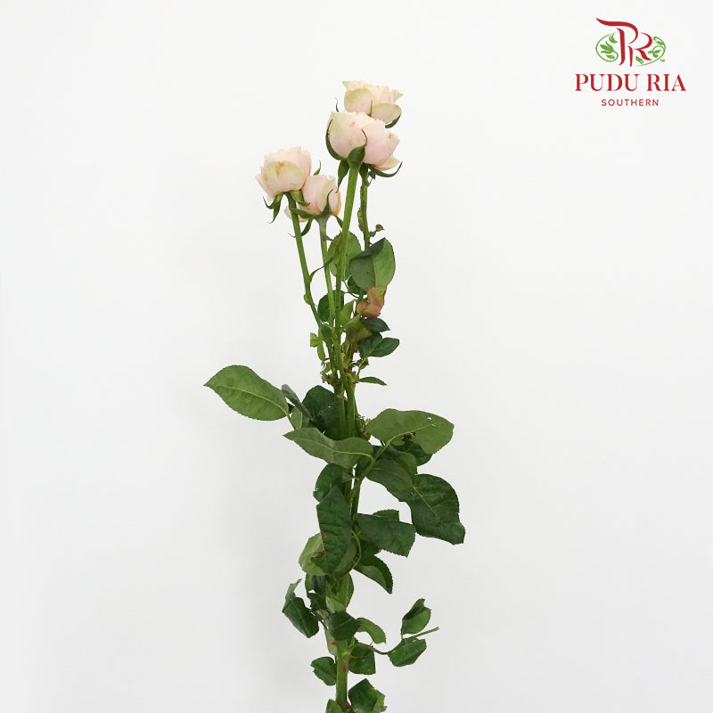 Rose Spray Butterfly low (8-10 Stems) - Pudu Ria Florist Southern