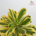 Euphorbia Poissonii Rar