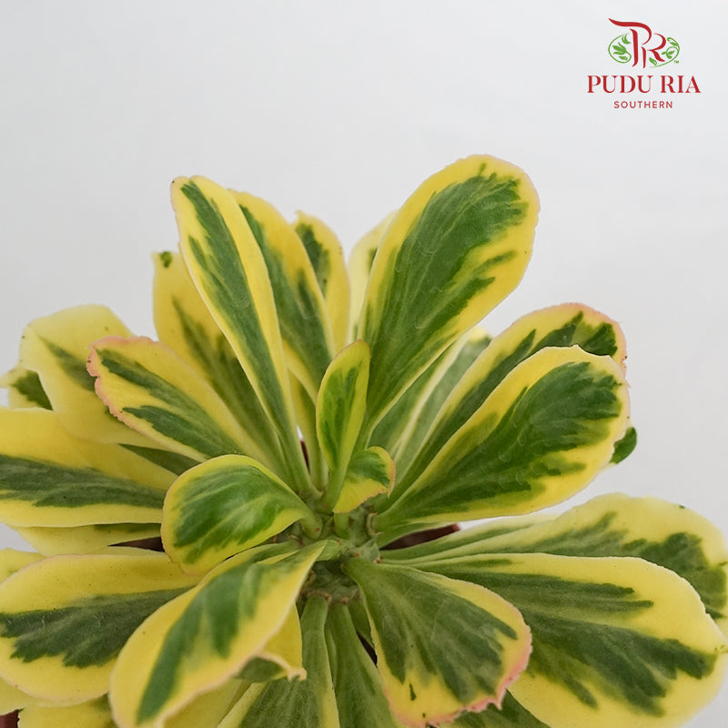 Euphorbia Poissonii Rar