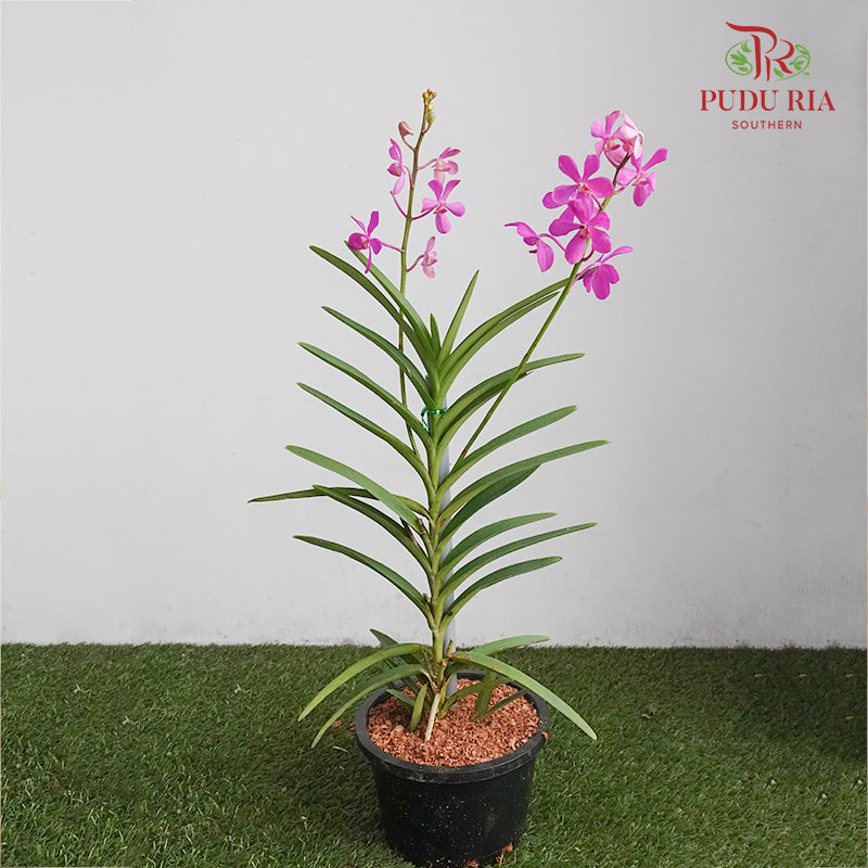 Mokara Orchid Pot - Magenta