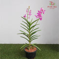 Mokara Orchid Pot - Magenta