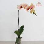 Phalaenopsis Orchid Yellow With Purple Line Big Single Stem