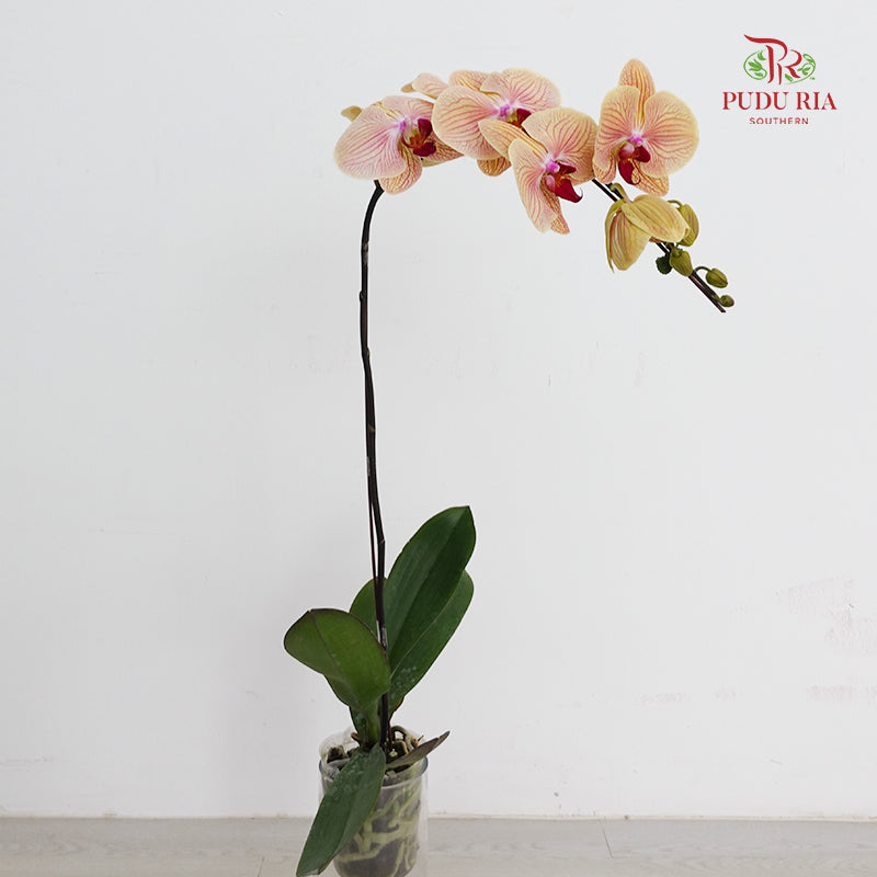 Phalaenopsis Orchid Yellow With Purple Line Big Single Stem