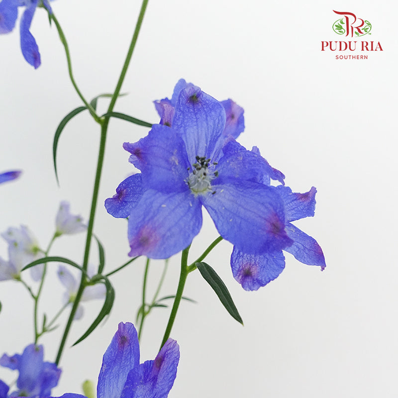 Delphinium Grandiflorum Blue - Pudu Ria Florist Southern