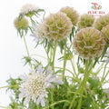 Scabiosa Colour Brown (Per Bundle) - Pudu Ria Florist Southern