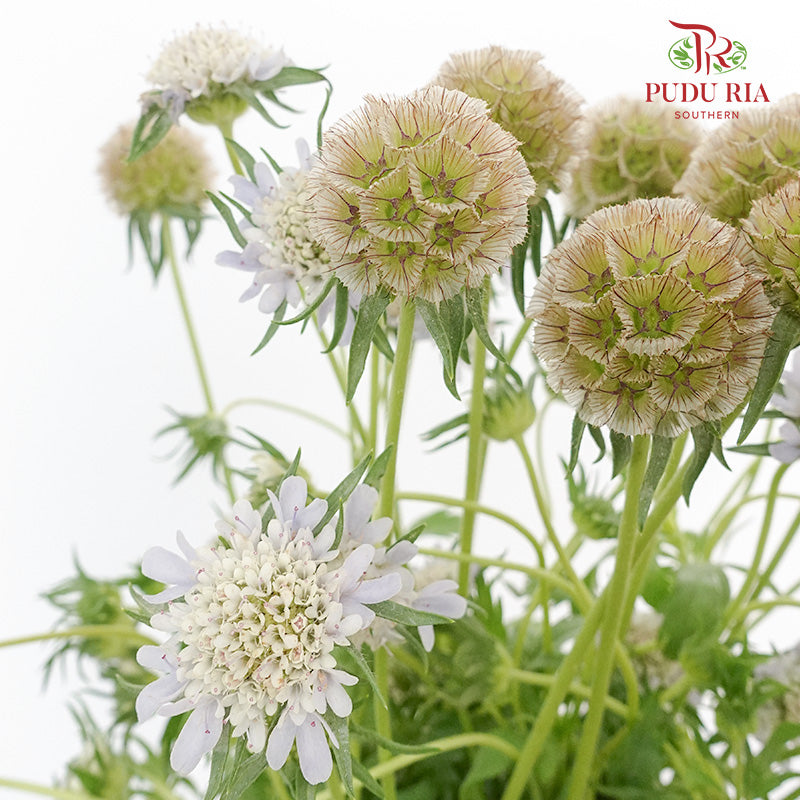 Scabiosa Colour Brown (Per Bundle) - Pudu Ria Florist Southern