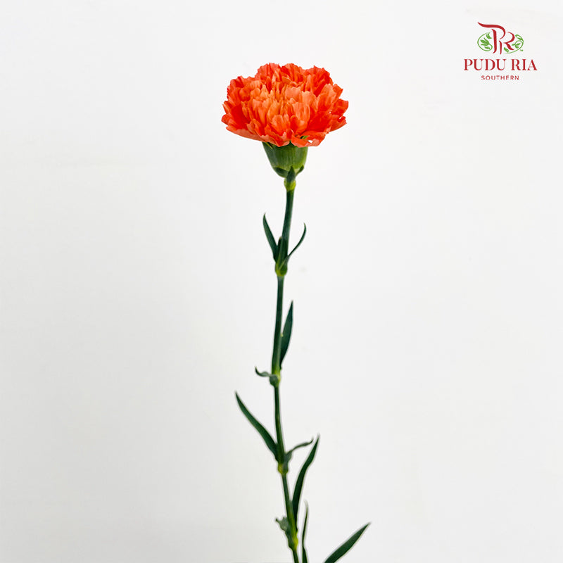 Carnation Orange Hermes 康乃馨 - (8-10 Stems)