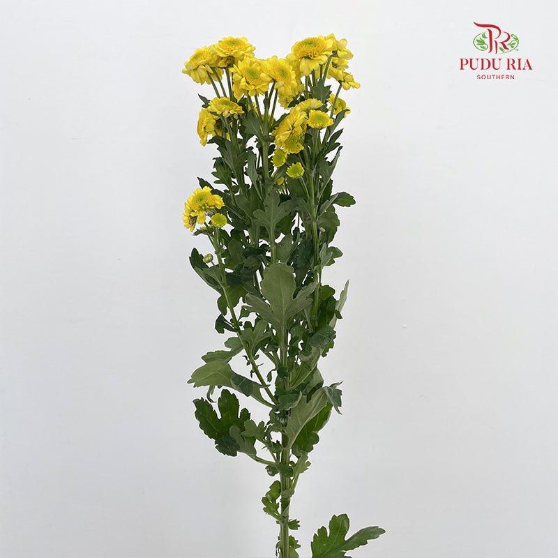 Chrysanthemum Pompom Daisy Scrambled Egg - (10-12 Stems)