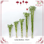 Lucky Bamboo 转运竹 - (Per Stem)
