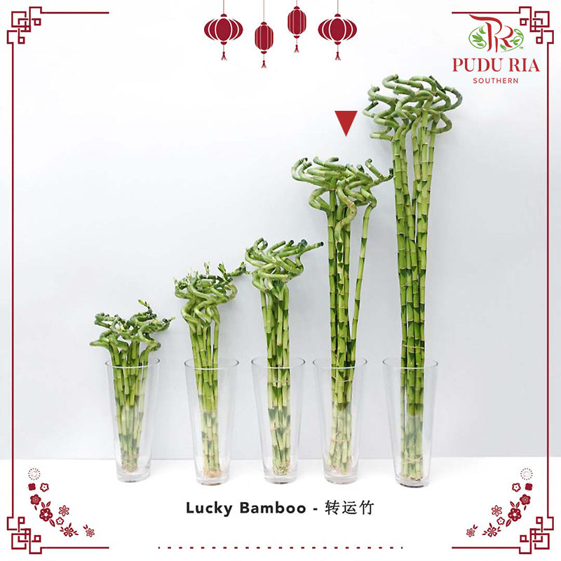 Lucky Bamboo 转运竹 - (Per Stem)