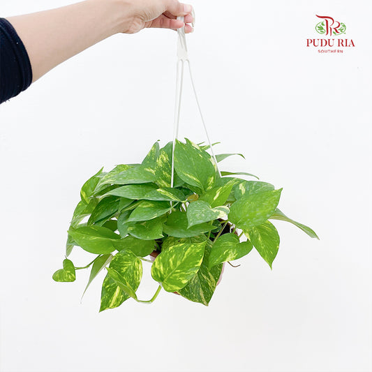 Money Plant Rar Hanging