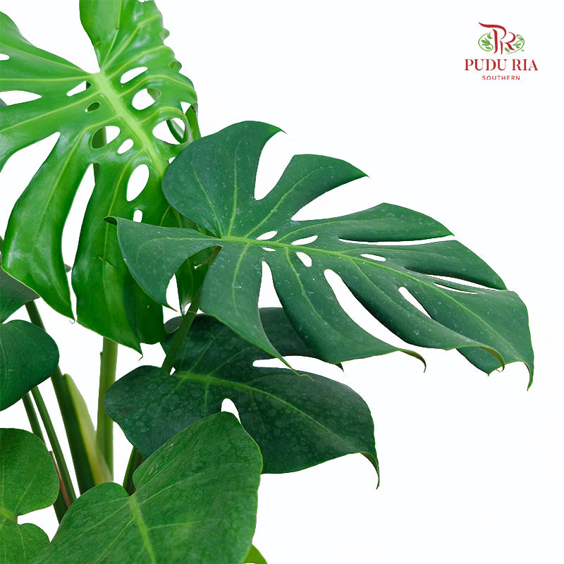 Monstera Deliciosa Plant 龟背竹