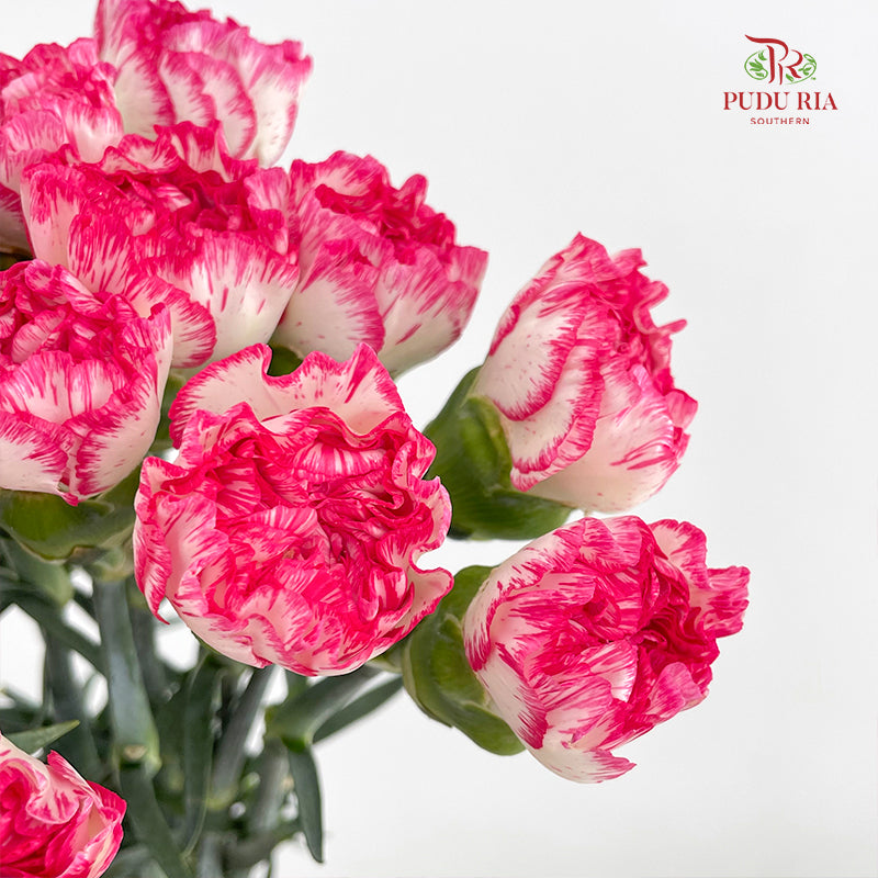 Carnation 费洛伊德康乃馨 - (18-20 Stems)