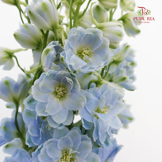 Delphinium Short Light Blue - 5 Stems