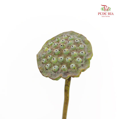 Lotus Pod - (Per Stem)