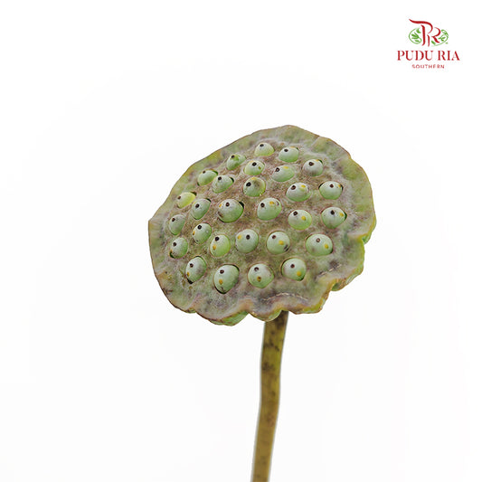 Lotus Pod - (Per Stem)