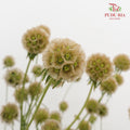 Scabiosa Colour Brown 风车果 - (Per Bundle)