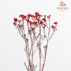 Wax Flower Red 蜡花 - (Per Bundle)