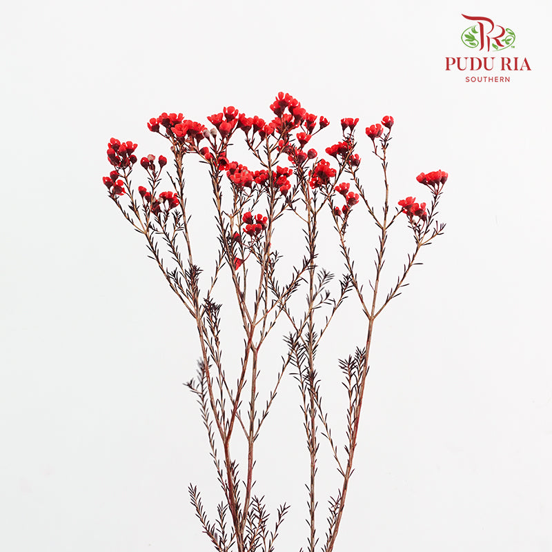 Wax Flower Red 蜡花 - (Per Bundle)