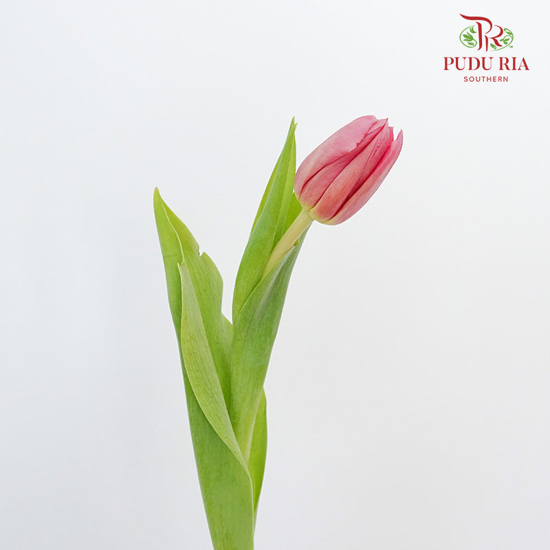 Tulip Peach Pink (8-9 Stems) - Pudu Ria Florist Southern