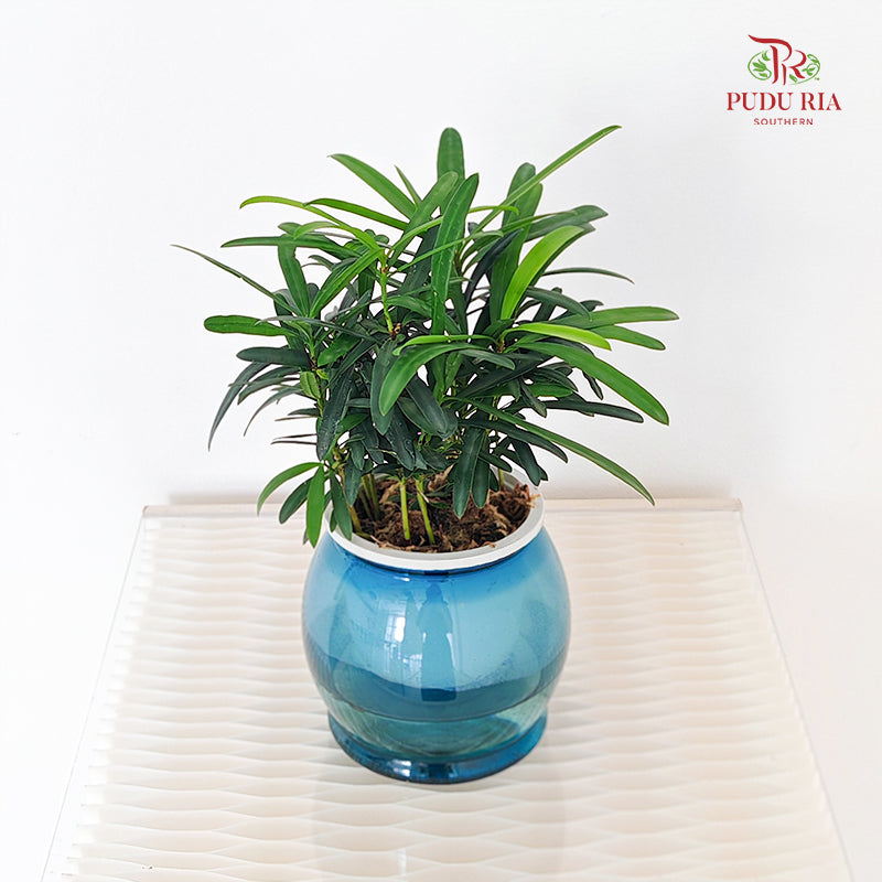 Hydro Podocarpus Seedlings