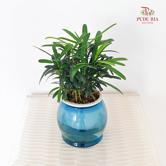 Hydro Podocarpus Seedlings