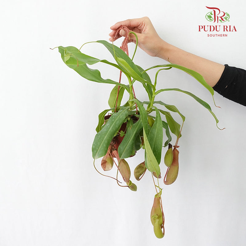 Nepenthes Hanging - Pudu Ria Florist Southern