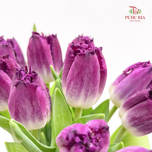 Tulip Curly Purple - (8-10 Stems)