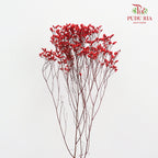 Dry Caspia - Red