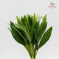 Snow White (Cordyline Green) 绿朱蕉 - (5 Stems)