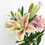 Lily Plant 百合花