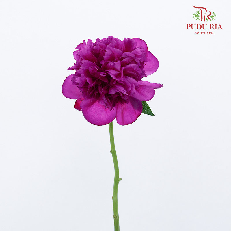 Peony Dark Purple (2 stems) - Pudu Ria Florist Southern
