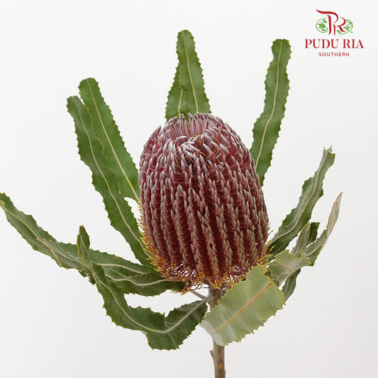 Banksia Red  / 2 Stems - Pudu Ria Florist Southern