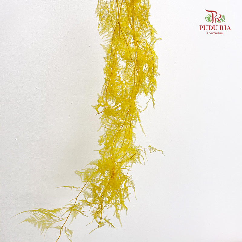 Preservative Asparagus Fern - Yellow