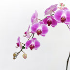 Phalaenopsis Orchid Purple With White Line Big Single Stem