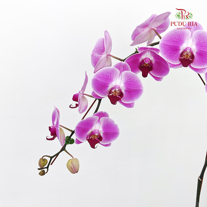 Phalaenopsis Orchid Purple With White Line Big Single Stem