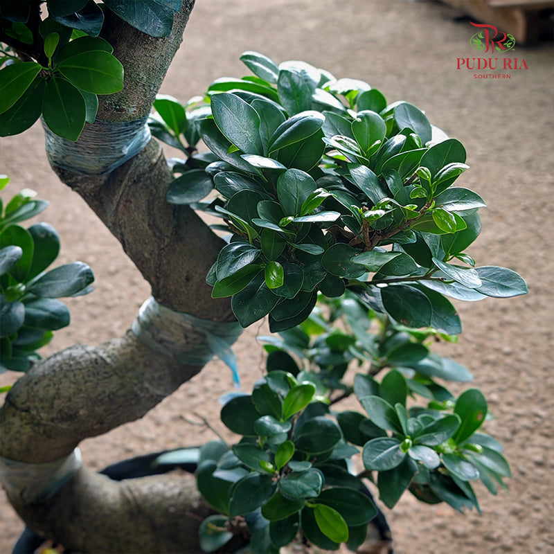 Ficus