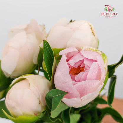 Peony Charlie white 查理白芍药 - (5 Stems)