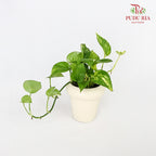 Office Plant - Money Plant - Pudu Ria Florist Southern
