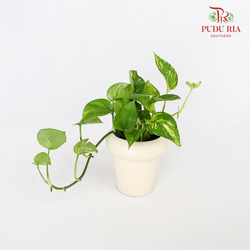 Office Plant - Money Plant - Pudu Ria Florist Southern