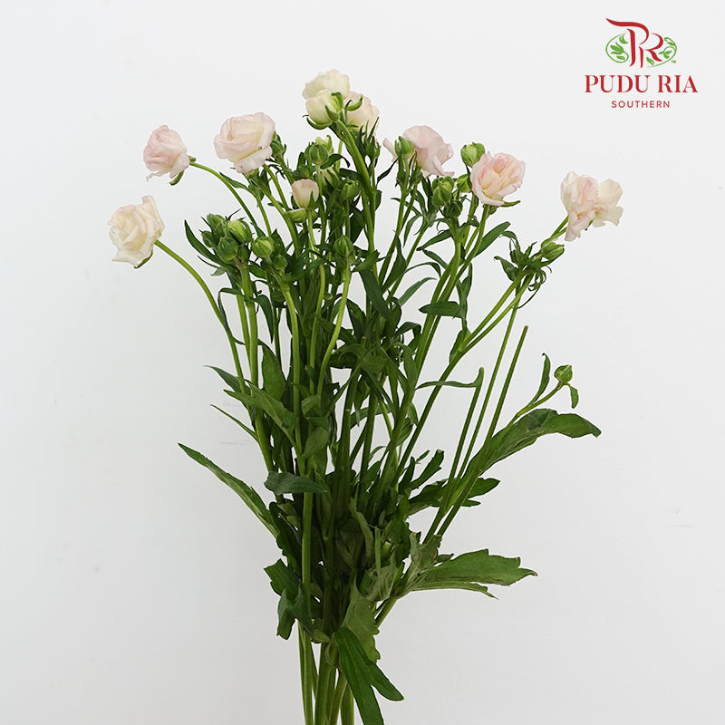 Ranunculus Butterfly Pink 蝴蝶洋牡丹 - (Per Bundle)